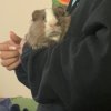 2 Male Guinea Pigs Bonded (1 year)