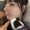 3 Sweet Male Piggies Need a new Home