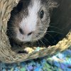 Grey and white guinea pig named Sweety
