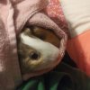 2 Female Guinea Pigs, 3 Years old