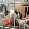 Two adult male guinea pigs, cage, accessories