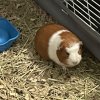 Bonded Pair! Two (2) Male Guinea Pigs