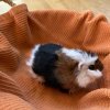 Baby Guinea Pigs