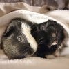 Ori &amp;amp; Yin (Bonded Males)