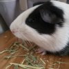 Black and white Guinea Pig