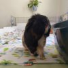 Herd of 4 female guinea pigs