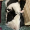 2 male Guinea pigs