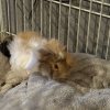 2 year old female and 5 week old male Guinea