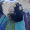 2 1.5 year female old guinea pigs