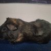 Midnight (DOB 9/24/2024)