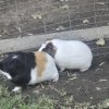 Two Female Guinea Pigs (Cage Included)