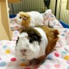 Sisters Peanut and Mocha need a new home