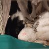 Ori with his bunny plush (between cage mates)
