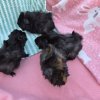 Adorable Baby Guinea Pigs (4 weeks old)