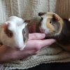 Male piggies in need of new home