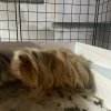 4 Bonded Male Guinea Pigs