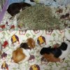 Four Female Guinea Pigs All Ages 3 &amp;amp; 4