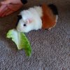 3 Guinea Pigs Looking for a New Home