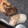 4 Female Guinea Pigs