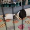 Need to rehome several guinea pigs