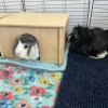 2 Long-haired Male brother Guinea Pigs