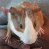 My caring Guinea