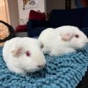 3 Female Guinea Pigs ages 6, 2, &amp;amp; 1.5