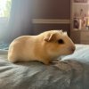 Need to rehome several guinea pigs