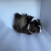 10 Week Old Male Guinea Pig for Adoption