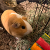 2 - 2 year old Guinea Pigs - Females - rehome