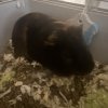 Rehoming 2 year old Guinea Guy