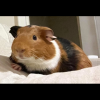 Two Male Bonded Guinea pigs