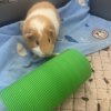 Adorable Guinea Pig Brothers ??