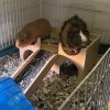 2 Male Adult Guinea Pigs Need Rehoming