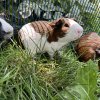 3 Little Piggies Looking for a Home (males)