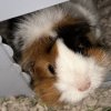 ? Two Adorable Long-Haired Female Guinea Pig