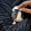 Adorable pair of guinea pigs - okc