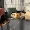 Rehoming Two Guinea Pigs with cage