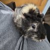 2 Male Guinea Pigs with cage and accessories