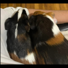 Two Male Bonded Guinea pigs