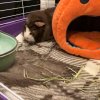 One year old single male guinea pig