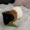 2 male guineas !