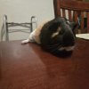 Two Female Guinea Pigs need Rehousing