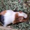 2 month old female bonded piggies