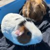 Two Mid Age Male Pigs