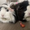 2 Mother and Daughter Guinea Pigs