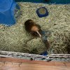 Four year old male looking for his furever ho