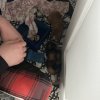 2 female and 1 male Guinea pig
