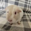 Hedwig, 3 year old female