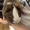 Guinea Pig with cage and all initial supplies